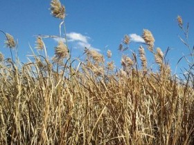 芦根的功效与作用及食用方法,中药芦根的副作用与禁忌