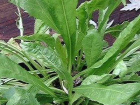 菊苣的功效与作用,菊苣的做法吃法大全