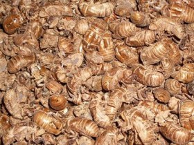 蝉蜕的功效与作用