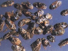 虻虫的功效与作用,中药虻虫图片