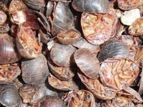 土鳖虫（䗪虫）的功效与作用