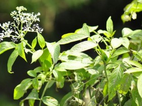 接骨草的功效与作用