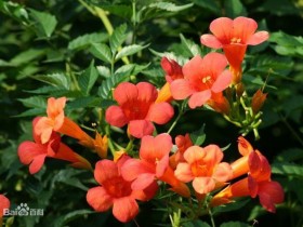 紫葳的功效与作用