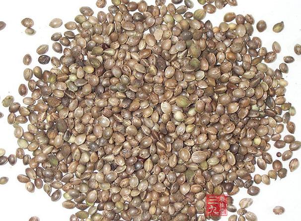 火麻仁为桑科植物大麻(Cannabis sativa L.)的干燥成熟种子，别名又叫大麻仁、火麻、线麻子。