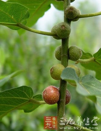 五指毛桃图片