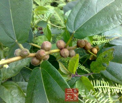 五指毛桃图片2