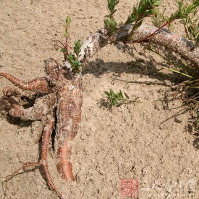 狼毒体外对志贺氏痢疾杆菌有抑制作用