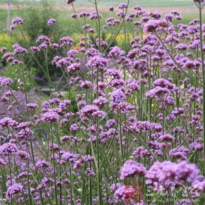 组成：马鞭草50g