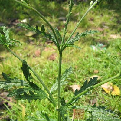 新鲜马鞭草2～5两(干品减半)