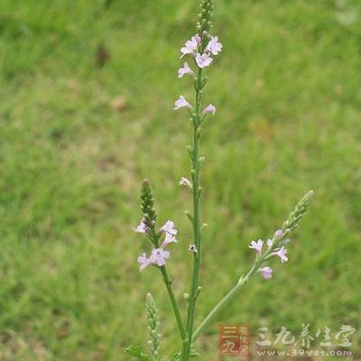 中药马鞭草图片