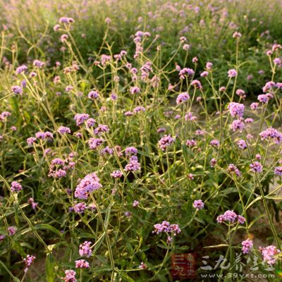 用马鞭草汤加减治疗交通性脑积水30余例，均达到满意疗效
