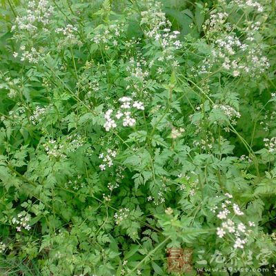 闻之气香，口尝味辛凉而有麻舌感