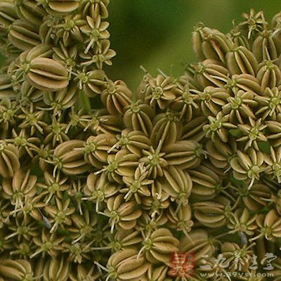 为伞形科植物旱芹的干燥成熟果实