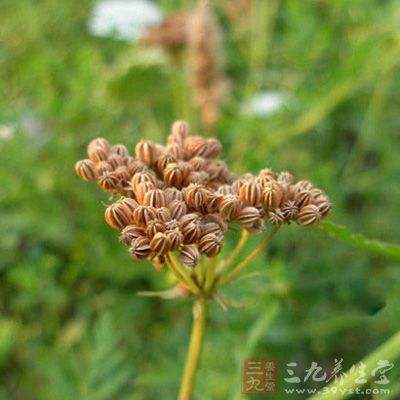 蛇床子温肾壮阳，祛风止痒，燥湿杀虫
