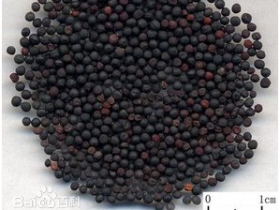 王不留行的功效与作用及禁忌,中药王不留行图片