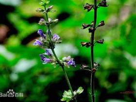 紫参的功效与作用