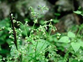 茜草的功效与作用