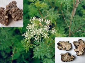 川芎的功效与作用,川芎的副作用及禁忌,中药川芎图片