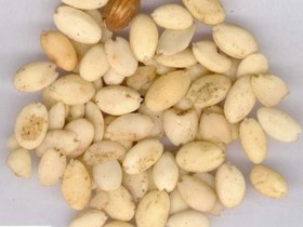 桃仁的功效与作用及禁忌,中药桃仁图片