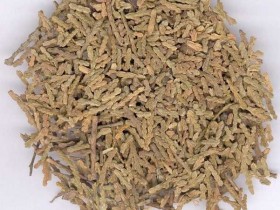 侧柏叶的功效与作用,中药侧柏叶图片