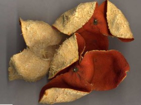 橘皮(陈皮)的功效与作用,中药橘皮图片