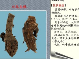 乌头的功效与作用,乌头的中毒表现,中药乌头图片