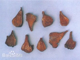 天雄的功效与作用