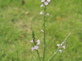 马鞭草的功效与作用,马鞭草的副作用与禁忌,中药马鞭草图片