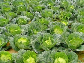 卷心菜的正确清洗方法,圆白菜的食物搭配