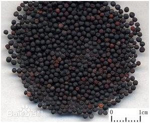 中药王不留行图片