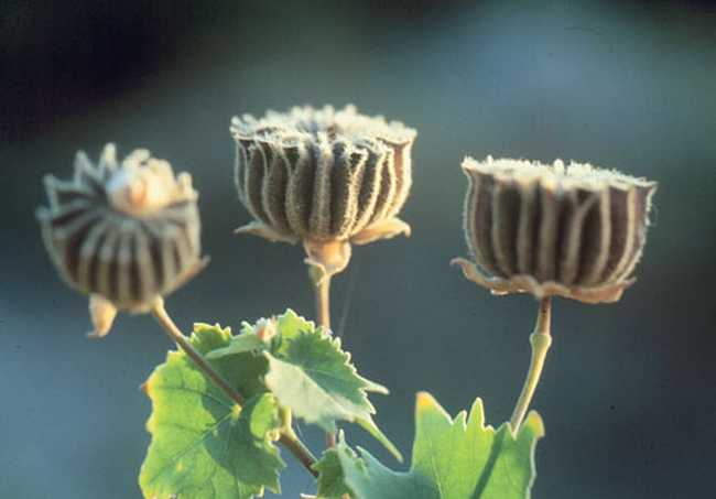 中药冬葵子的图片