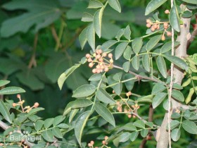 蜀椒是什么,蜀椒的功效与作用