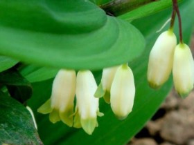 玉竹的功效与作用,玉竹的吃法大全,中药玉竹图片