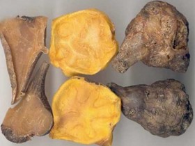 附子的功效与作用,附子的副作用与禁忌,中药附子图片