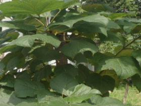 生梓白皮的功效与作用