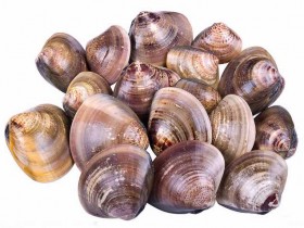 文蛤的功效与作用,中药文蛤图片