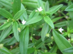 白花蛇舌草的功效与作用,白花蛇舌草图片大全,副作用与禁忌