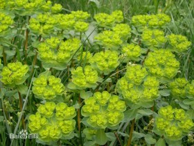 泽漆的功效与作用及禁忌,中药泽漆图片