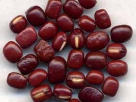 赤小豆的功效与作用及食用方法,赤小豆的副作用与禁忌,中药赤小豆图片
