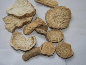 防己的功效与作用及食用方法,防己的副作用与禁忌,中药防己图片