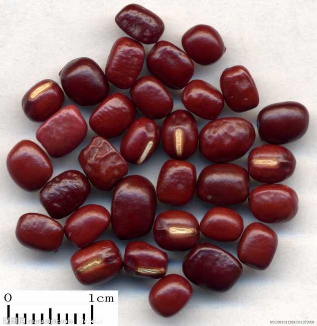 中药赤小豆图片