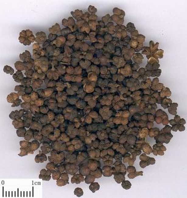 中药吴茱萸图片