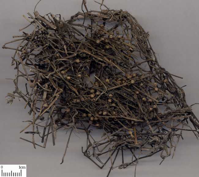 白花蛇舌草图片