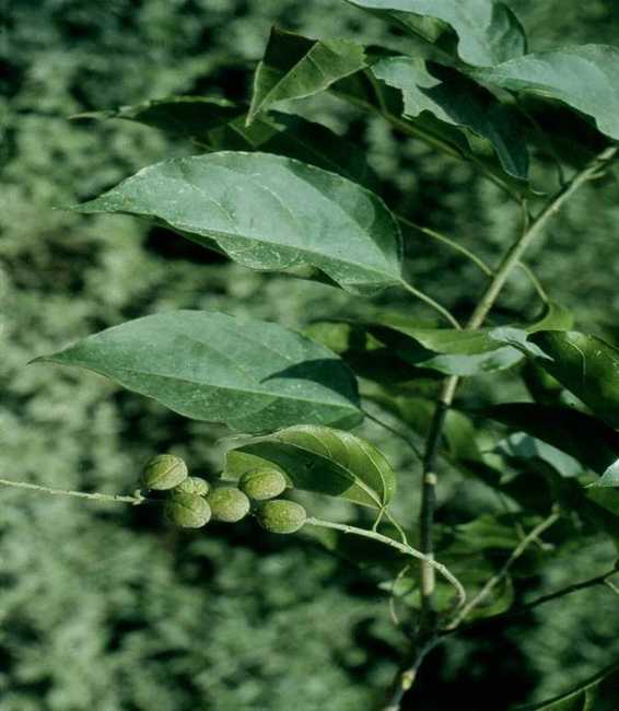 中药巴豆的图片