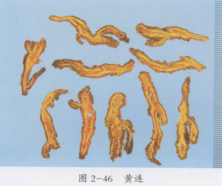 黄连图片