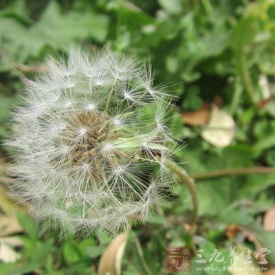 蒲公英补水面膜功效