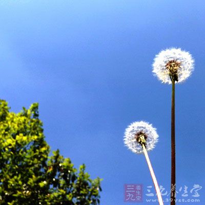 蒲公英对身体有哪些好处