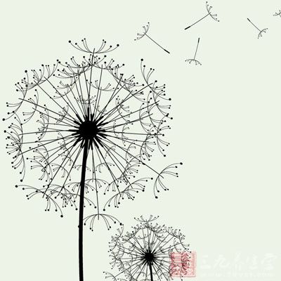 蒲公英清热解毒 促进肝肾活动除春困