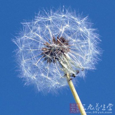 蒲公英的作用与功效