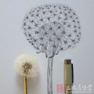 蒲公英为全株含白色乳汁的菊科多年生草本野生植物